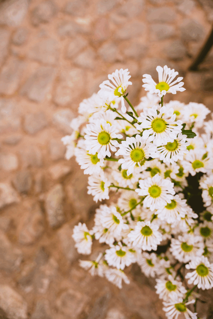 Fotografias boda alex silvestre carmen Estelrich alfabia mallorca baleares